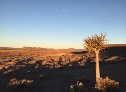 Die Halbwüste der Karoo ist spärlich bewachsen mit Köcherbäumen