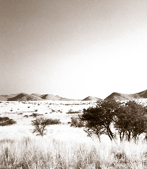 Die Kalahari Südafrikas mit ihrem roten Sand und weißen Gräsern.