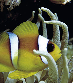 Fisch im südafrikanischen Korallenriff.